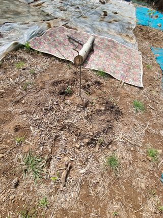 반도님의 감 · 자유게시판 작성글 사진