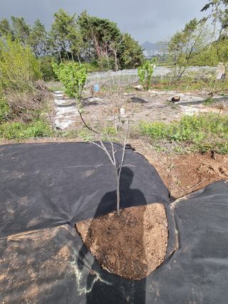 반도님의 감 · 자유게시판 작성글 사진