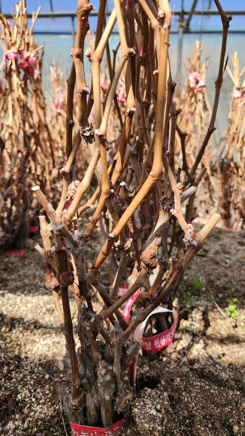 장터 상품 [샤인머스켓접목묘(SO4) !!판매완료!!] 썸네일