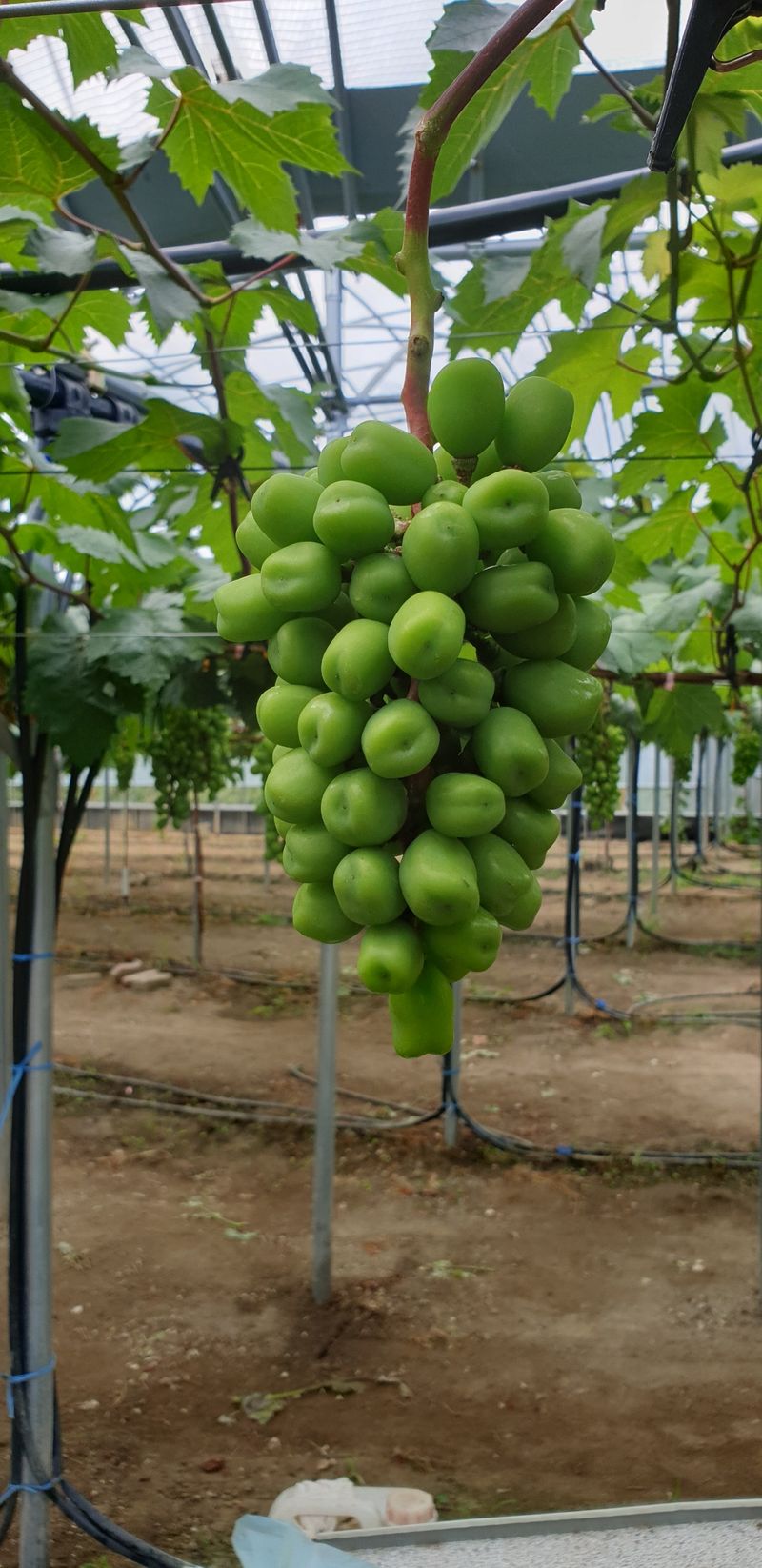 도기백님의 장터 판매 상품 [샤인머스켓접목묘(SO4) !!판매완료!!] 첨부 사진