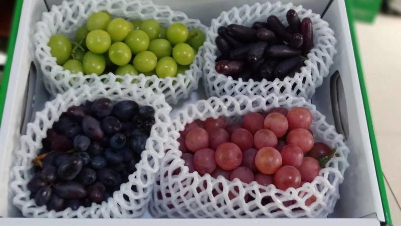 도기백님의 장터 판매 상품 [샤인머스켓접목묘(SO4) !!판매완료!!] 첨부 사진