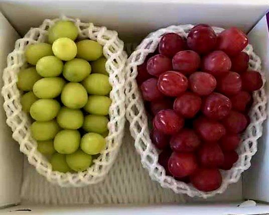 도기백님의 장터 판매 상품 [샤인머스켓접목묘(SO4) !!판매완료!!] 첨부 사진