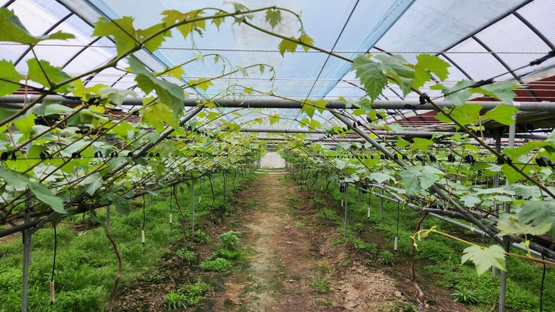 도기백님의 장터 판매 상품 [샤인머스켓접목묘(SO4) !!판매완료!!] 첨부 사진