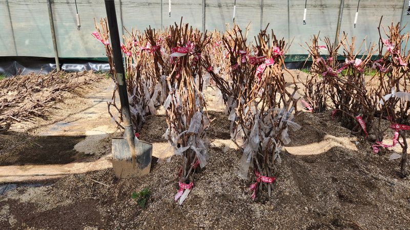 도기백님의 장터 판매 상품 [샤인머스켓접목묘(SO4) !!판매완료!!] 첨부 사진