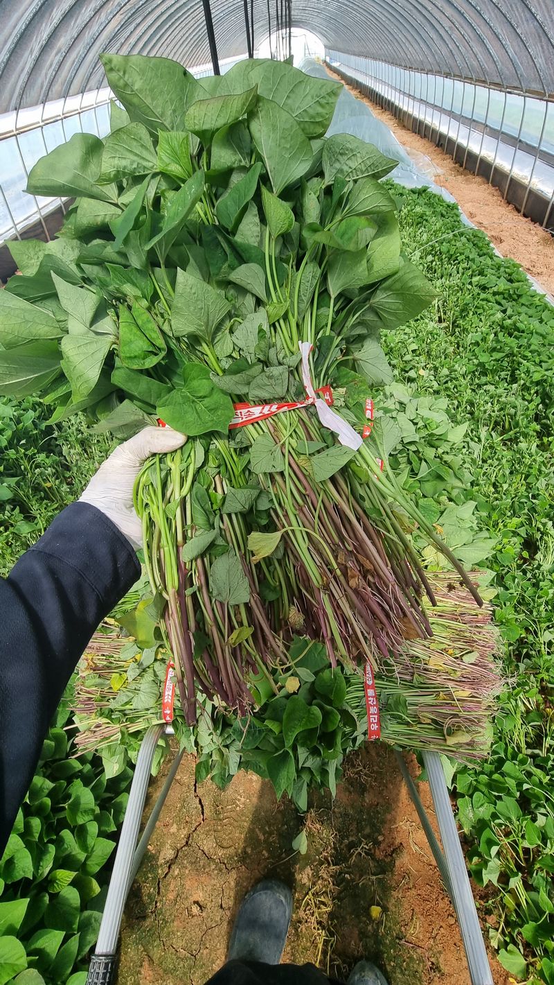 장터 상품 [익산 1대 고구마모종🌱 특가! 1단 95~100주] 썸네일