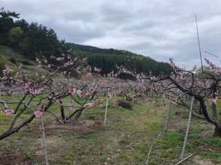 해송님의 복숭아 · 자유게시판 작성글 사진