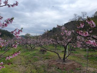 해송님의 복숭아 · 자유게시판 작성글 사진