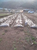 팜모닝 감자·자유게시판 게시글 이미지