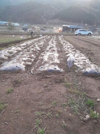 박정애님의 감자 · 자유게시판 작성글 사진