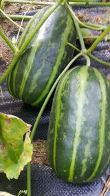 팜모닝 기타작물·자유게시판 게시글 이미지