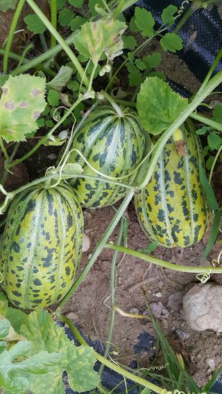 정보센터님의 기타작물 · 자유게시판 작성글 사진