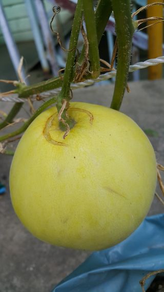 정보센터님의 기타작물 · 자유게시판 작성글 사진