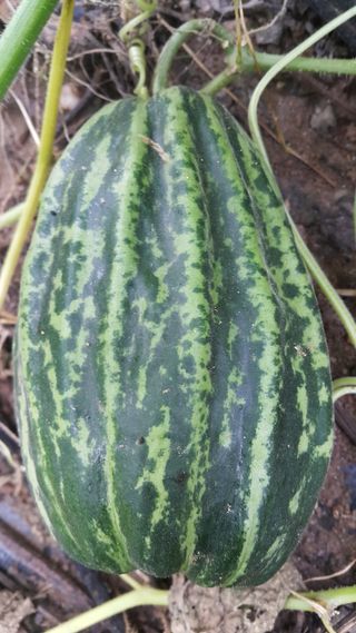 정보센터님의 기타작물 · 자유게시판 작성글 사진