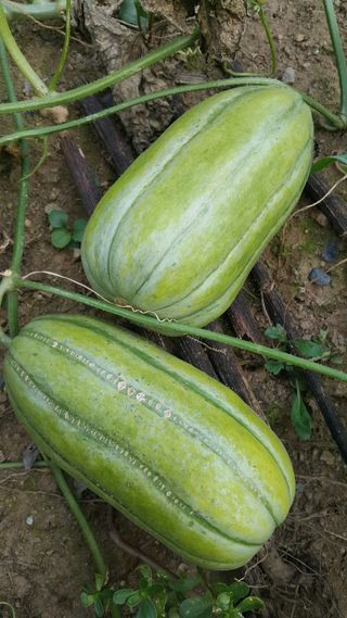 정보센터님의 기타작물 · 자유게시판 작성글 사진