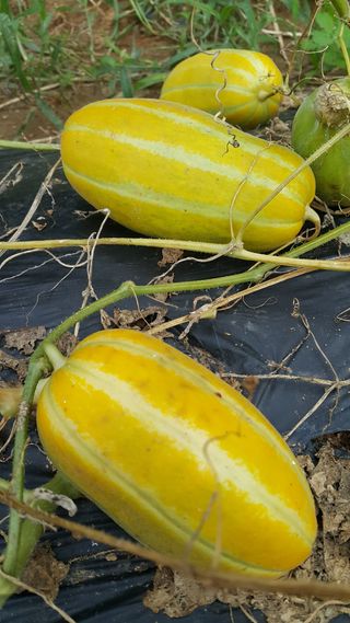 정보센터님의 기타작물 · 자유게시판 작성글 사진