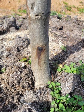 정상훈님의 기타작물 · 병해충상담 작성글 사진