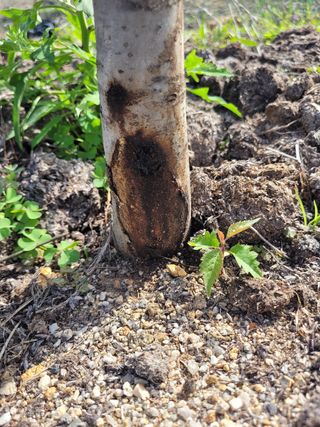 정상훈님의 기타작물 · 병해충상담 작성글 사진