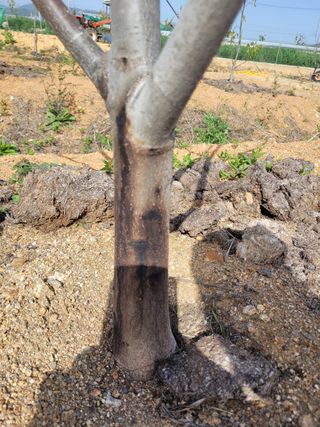 정상훈님의 기타작물 · 병해충상담 작성글 사진