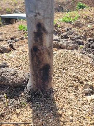 정상훈님의 기타작물 · 병해충상담 작성글 사진