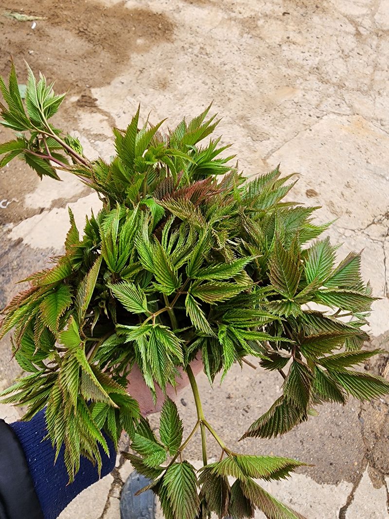 장터 상품 [눈개승마 1kg] 썸네일