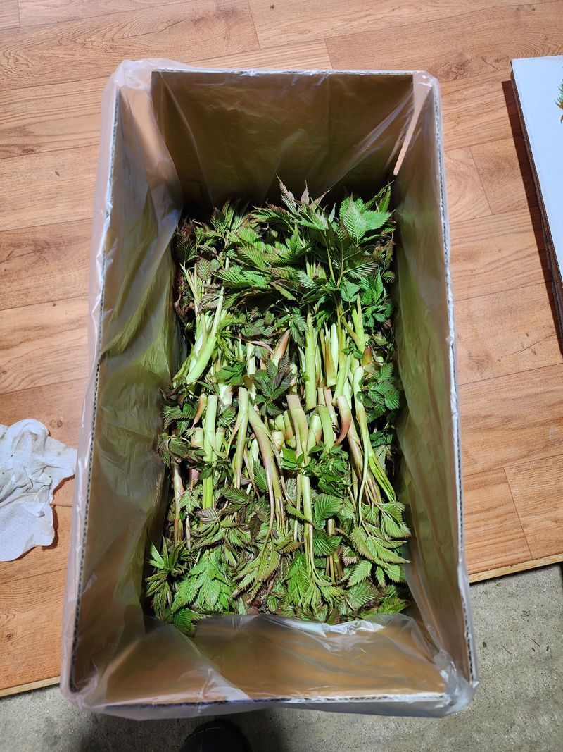 차현석님의 장터 판매 상품 [눈개승마 1kg] 첨부 사진