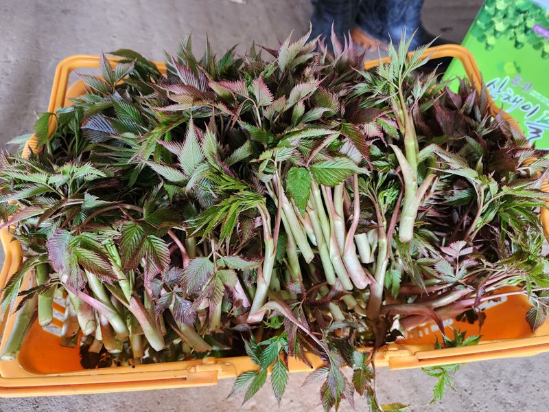 차현석님의 장터 판매 상품 [눈개승마 1kg] 첨부 사진