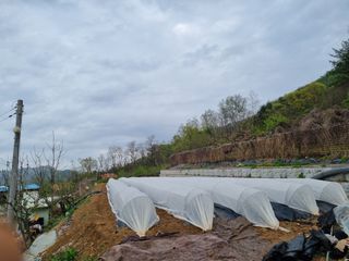 고추일등품종칼라병에님의 고추 · 일상 작성글 사진