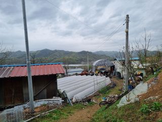 고추일등품종칼라병에님의 고추 · 일상 작성글 사진