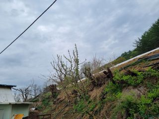 고추일등품종칼라병에님의 고추 · 일상 작성글 사진