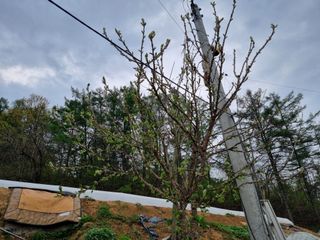 고추일등품종칼라병에님의 고추 · 일상 작성글 사진