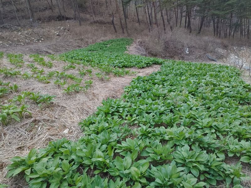 장터 상품 [명이나물1kg] 썸네일