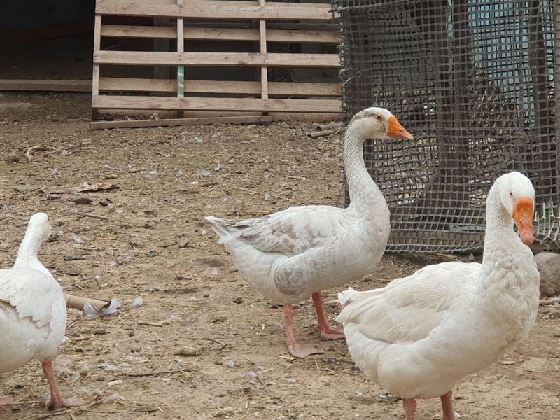 님프의 숲님의 장터 판매 상품 [거위새끼 ] 첨부 사진