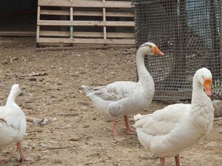 님프의 숲님의 작성글 사진