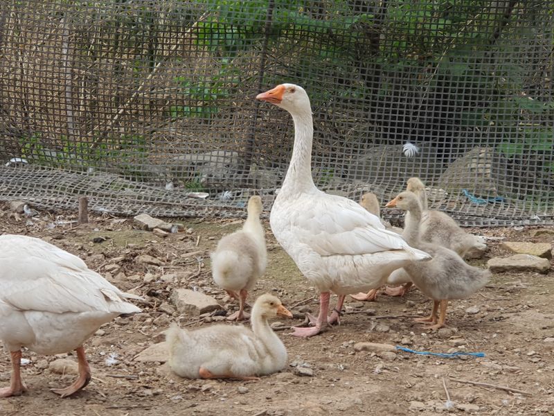 님프의 숲님의 장터 판매 상품 [거위새끼 ] 첨부 사진
