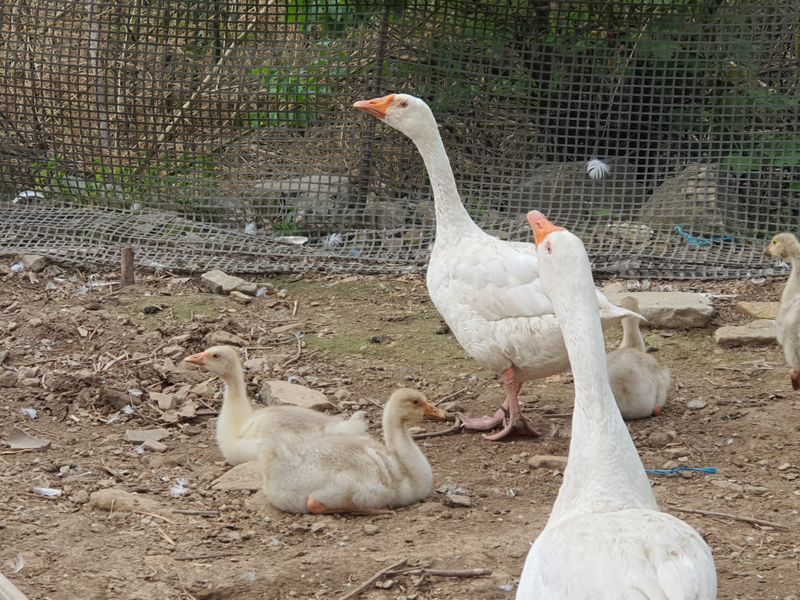 님프의 숲님의 장터 판매 상품 [거위새끼 ] 첨부 사진