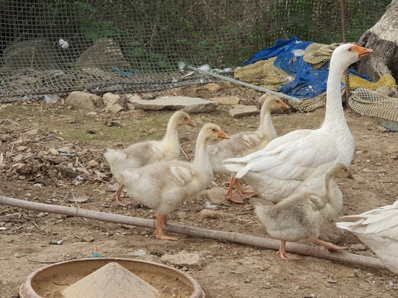 님프의 숲님의 장터 판매 상품 [거위새끼 ] 첨부 사진