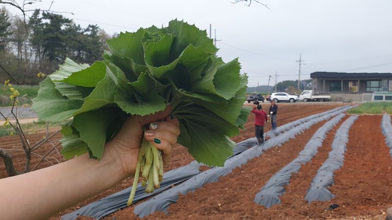 장터 상품 [자연산 노지 머위순 2kg] 썸네일