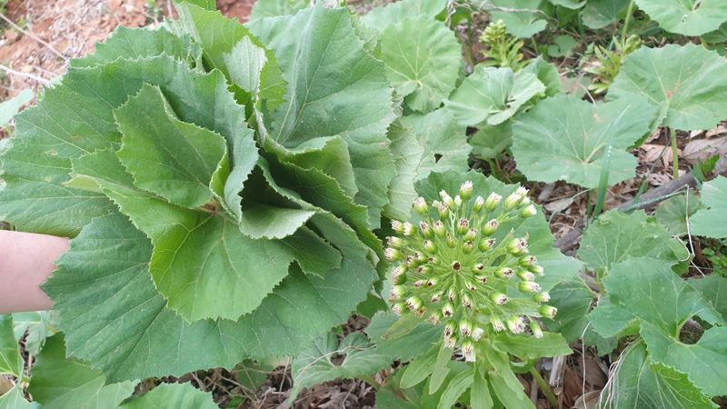 농부아내님의 장터 판매 상품 [자연산 노지 머위순 2kg] 첨부 사진