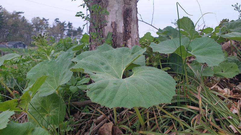 농부아내님의 장터 판매 상품 [자연산 노지 머위순 2kg] 첨부 사진