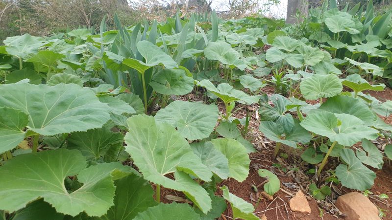 농부아내님의 장터 판매 상품 [자연산 노지 머위순 2kg] 첨부 사진