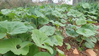 농부아내님의 작성글 사진