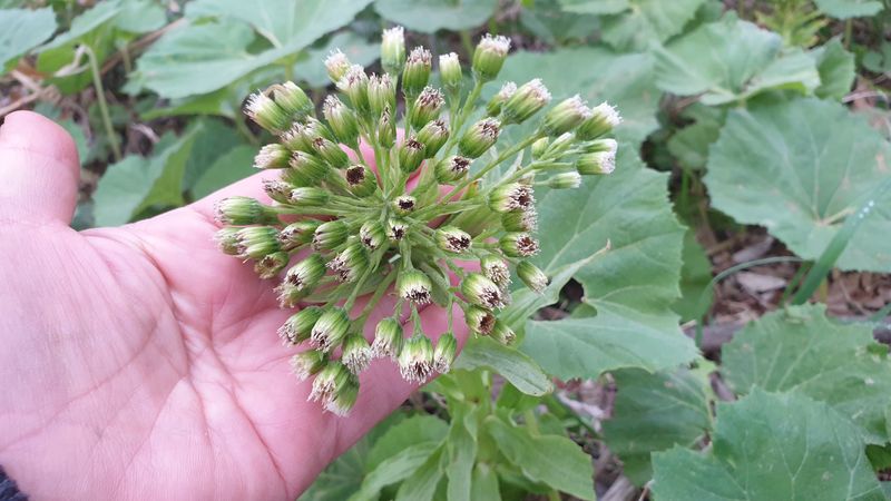 농부아내님의 장터 판매 상품 [자연산 노지 머위순 2kg] 첨부 사진