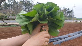 농부아내님의 작성글 사진