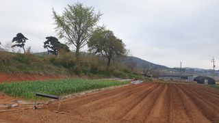 농부아내님의 작성글 사진