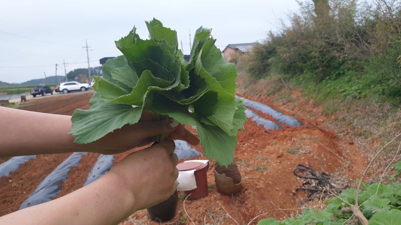 농부아내님의 장터 판매 상품 [자연산 노지 머위순 2kg] 첨부 사진