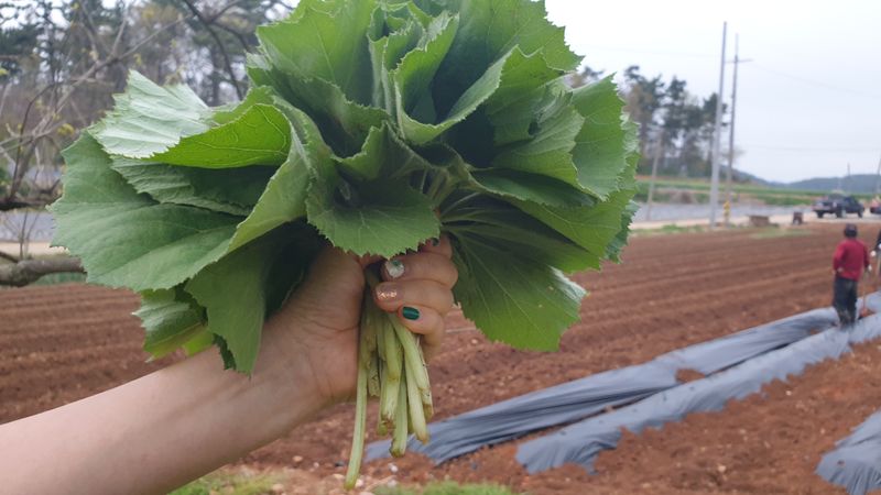 농부아내님의 장터 판매 상품 [자연산 노지 머위순 2kg] 첨부 사진