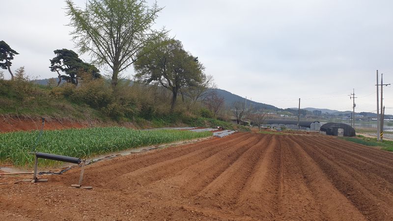 농부아내님의 장터 판매 상품 [자연산 노지 머위순 2kg] 첨부 사진