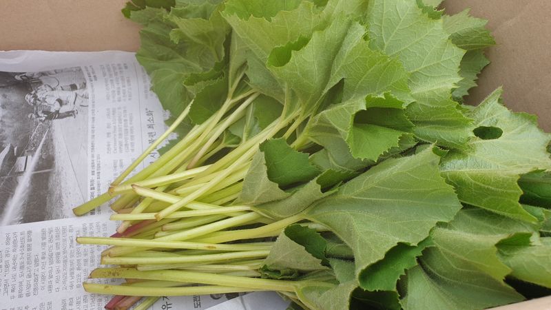 농부아내님의 장터 판매 상품 [자연산 노지 머위순+머위대 2kg] 첨부 사진