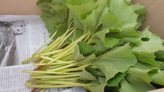 농부아내님의 작성글 사진