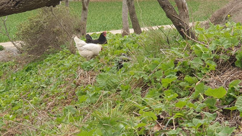 농부아내님의 장터 판매 상품 [자연산 노지 머위순+머위대 2kg] 첨부 사진